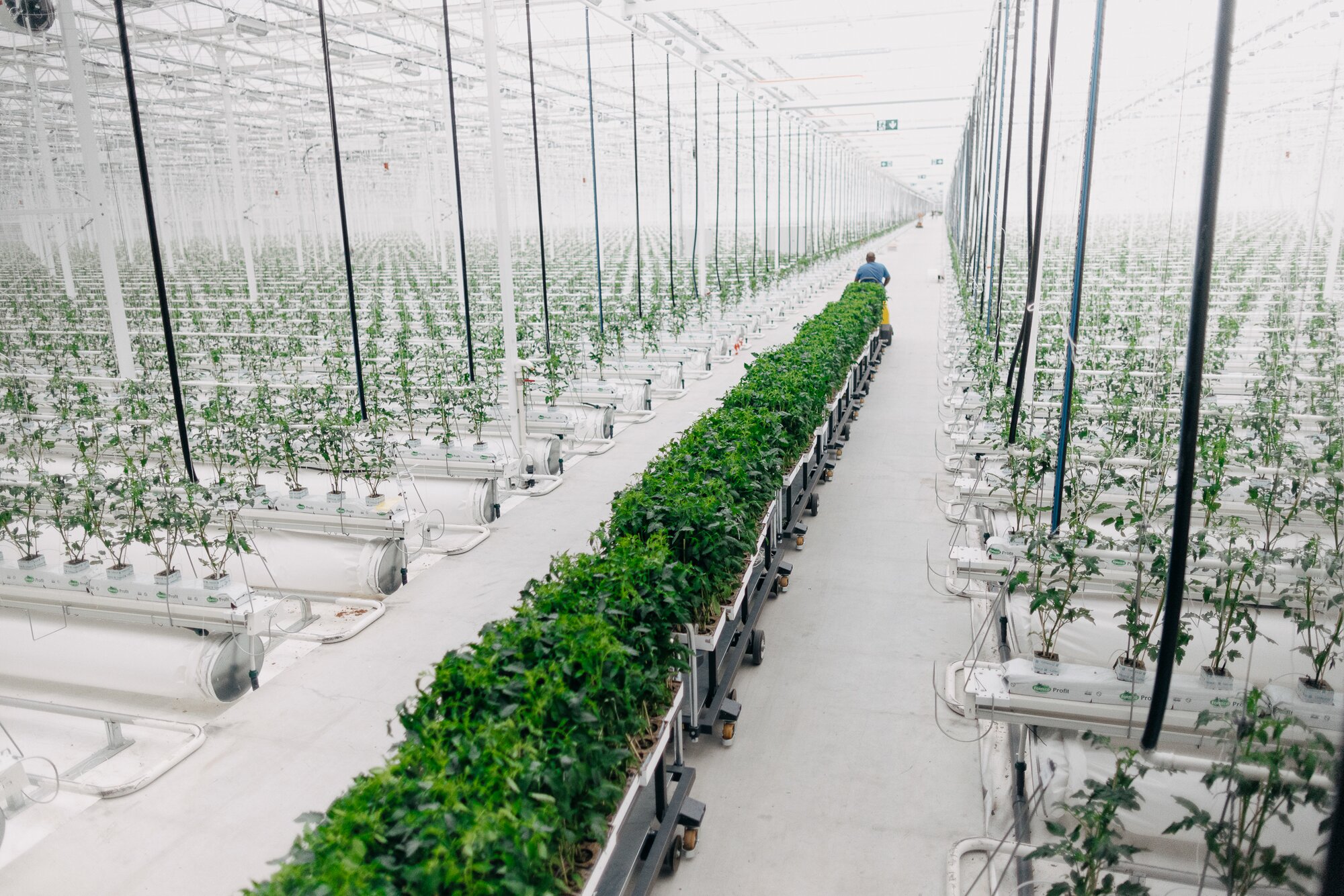 Tomaterne er nu plantet i Frövi