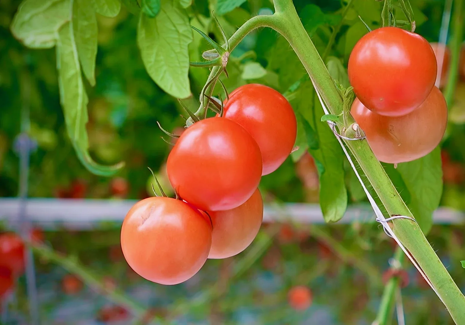 Tomater fra drivhuset i Frövi
