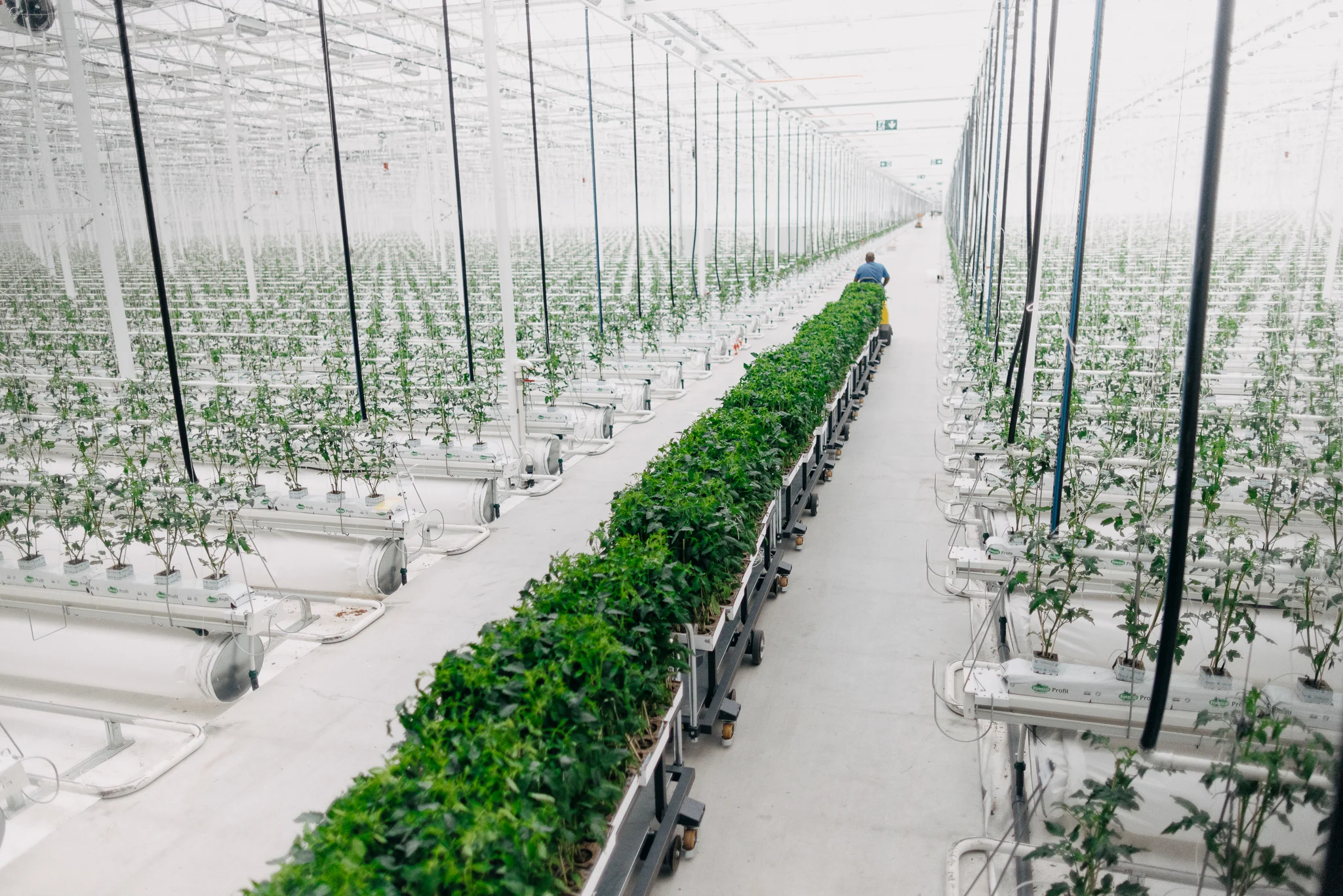 Tomatplanter i Frövi bliver kørt ind i drivhuset